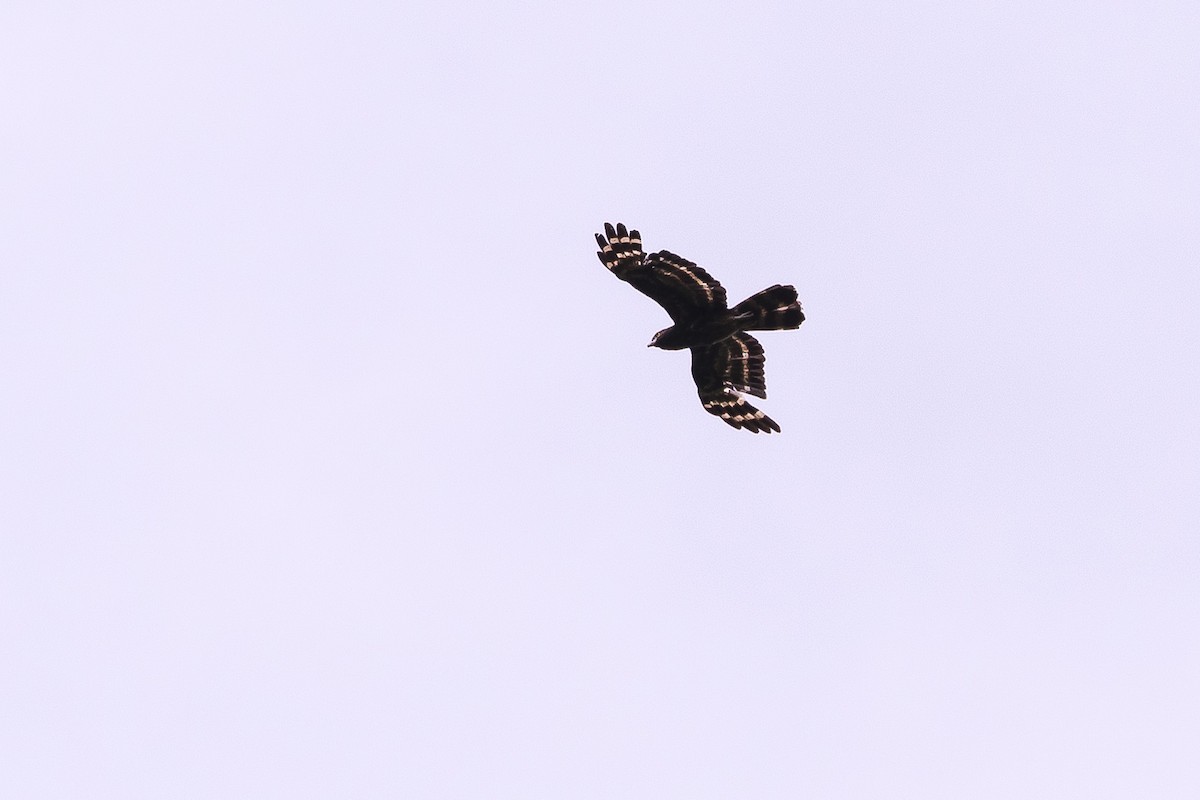 Black Honey-buzzard - David Howe & Rosanne Dawson