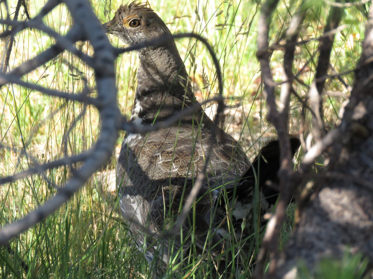 Dusky Grouse - Robert Wallace