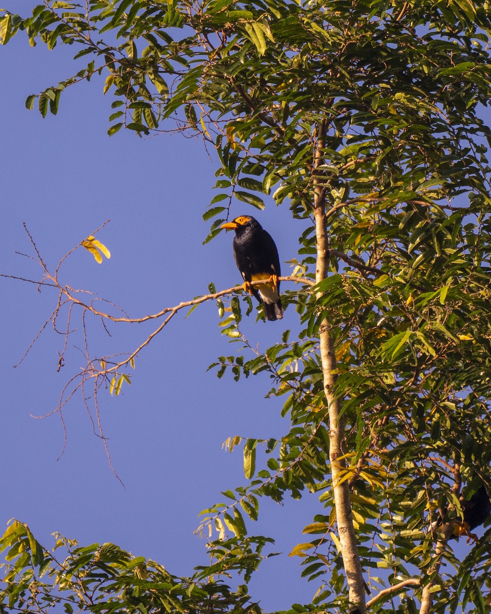 Long-tailed Myna - David Howe & Rosanne Dawson