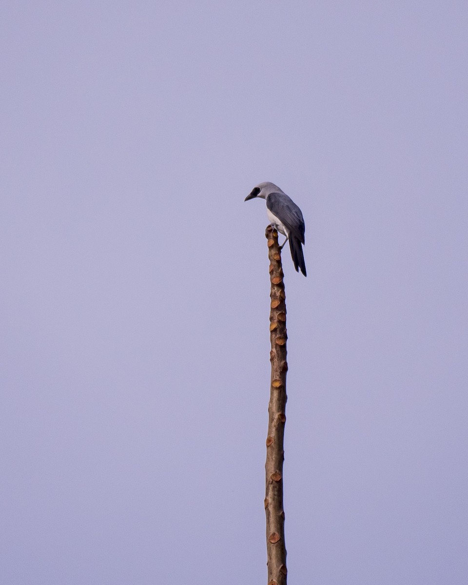 White-bellied Cuckooshrike - ML252409511