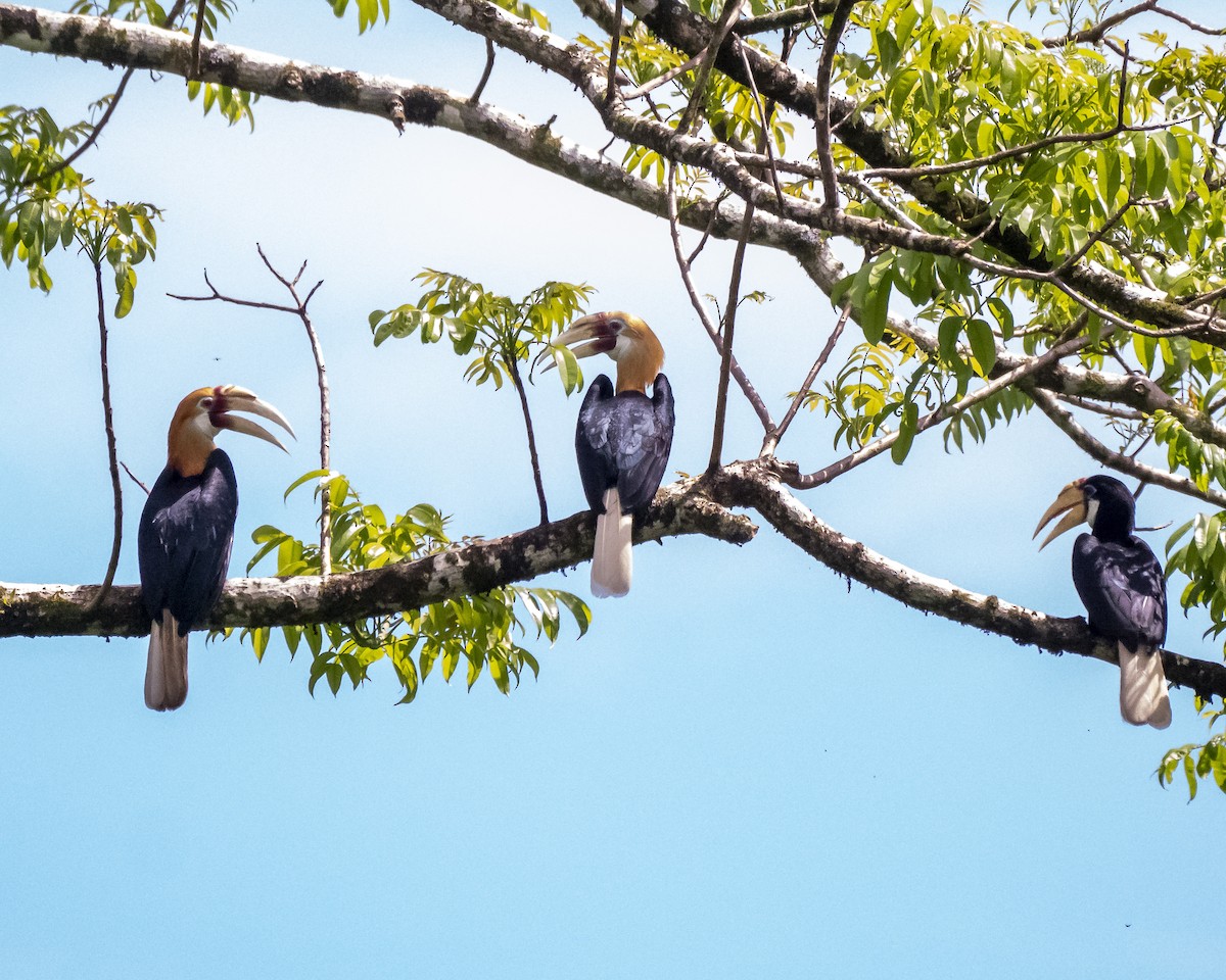 Blyth's Hornbill - David Howe & Rosanne Dawson