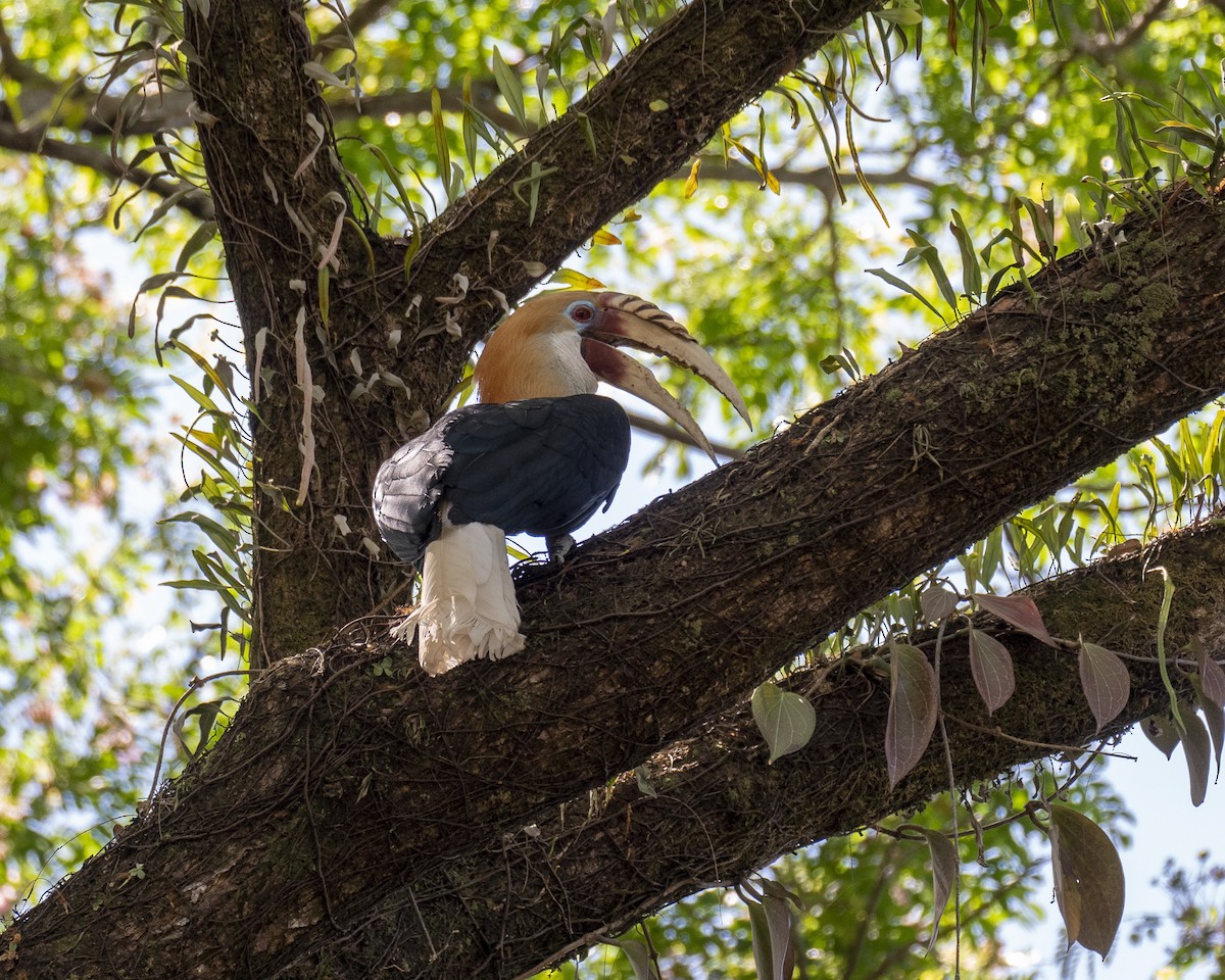 Blyth's Hornbill - David Howe & Rosanne Dawson