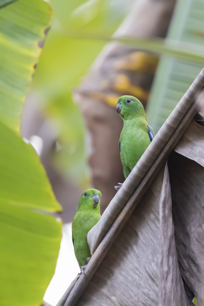 Dusky-billed Parrotlet (Dusky-billed) - ML252409881