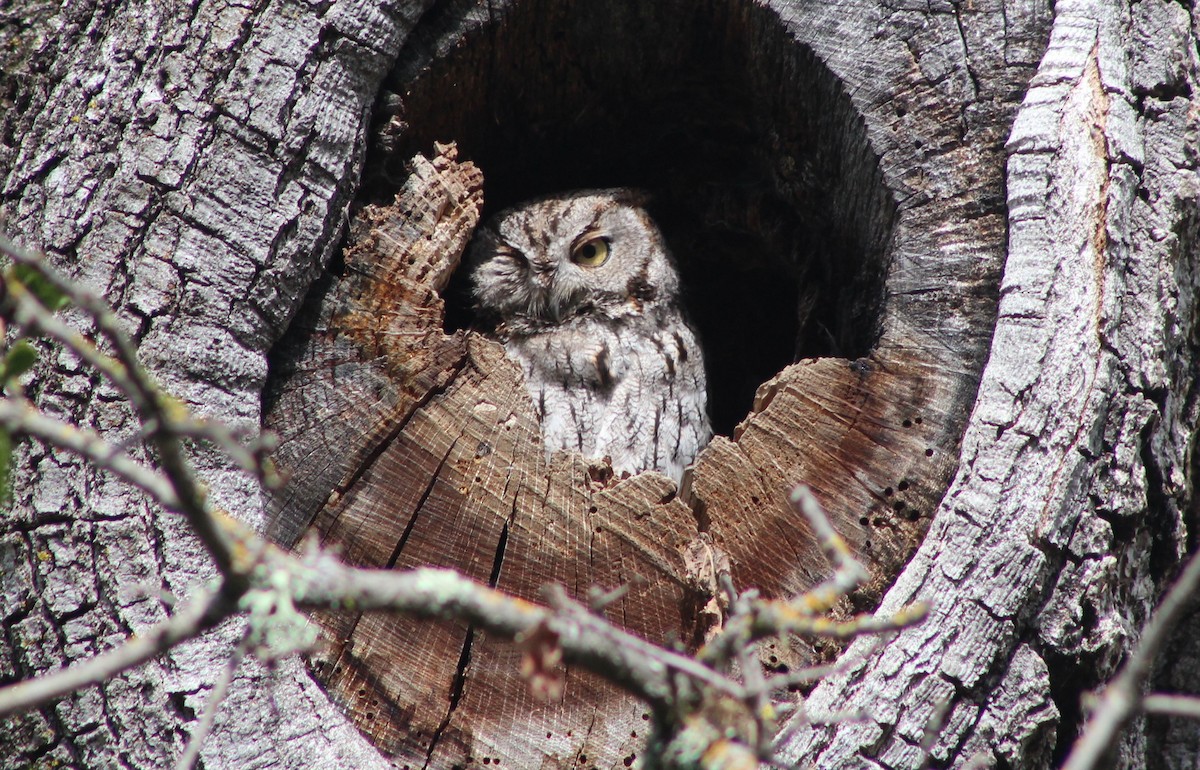 Western Screech-Owl - ML25240991