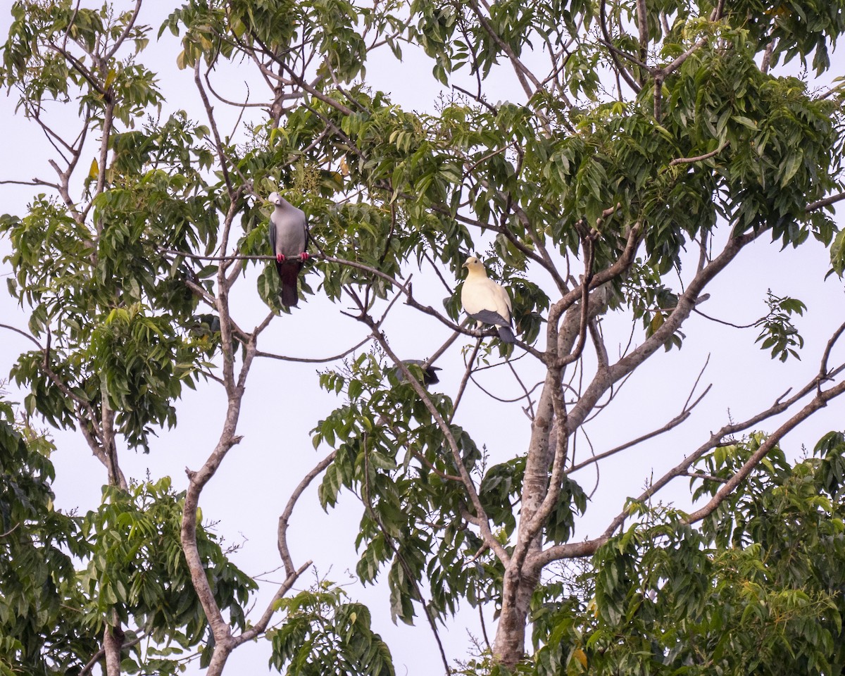 Yellowish Imperial-Pigeon - ML252410141