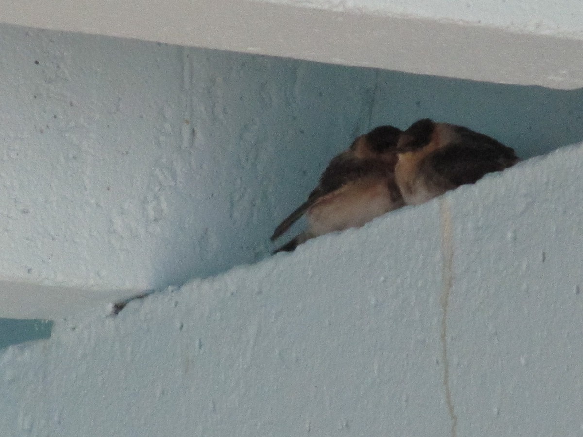 Cave Swallow - ML252410771