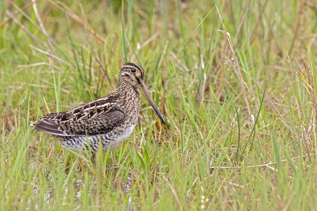 Pantanal Snipe - Caio Brito | Brazil Birding Experts