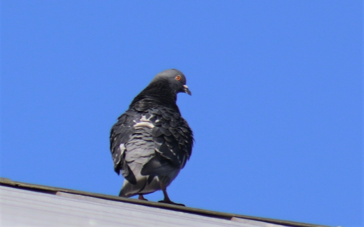 Сизый голубь (Одомашненного типа) - ML252410851