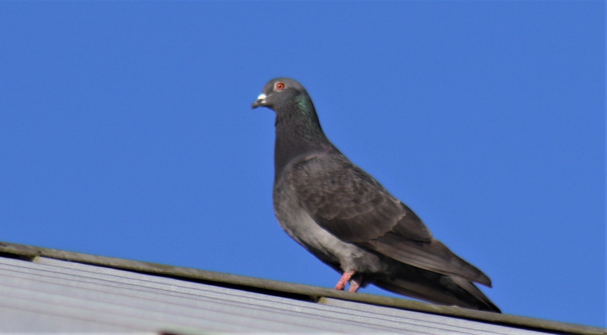 Сизый голубь (Одомашненного типа) - ML252410861