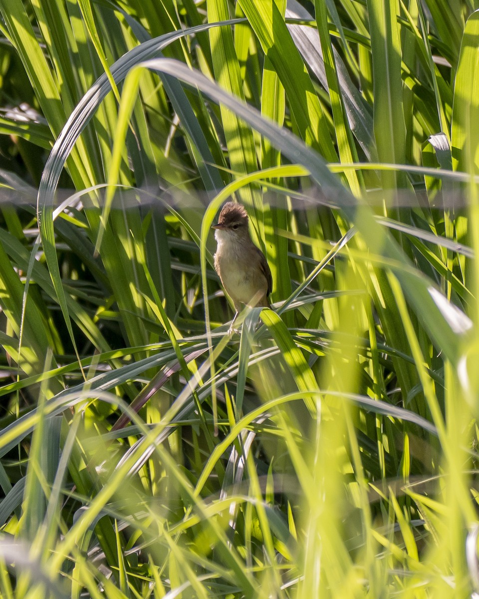 Australian Reed Warbler - ML252410991