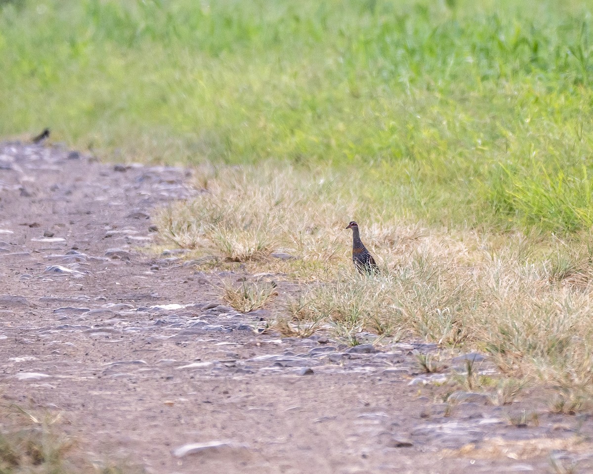 Buff-banded Rail - ML252411701