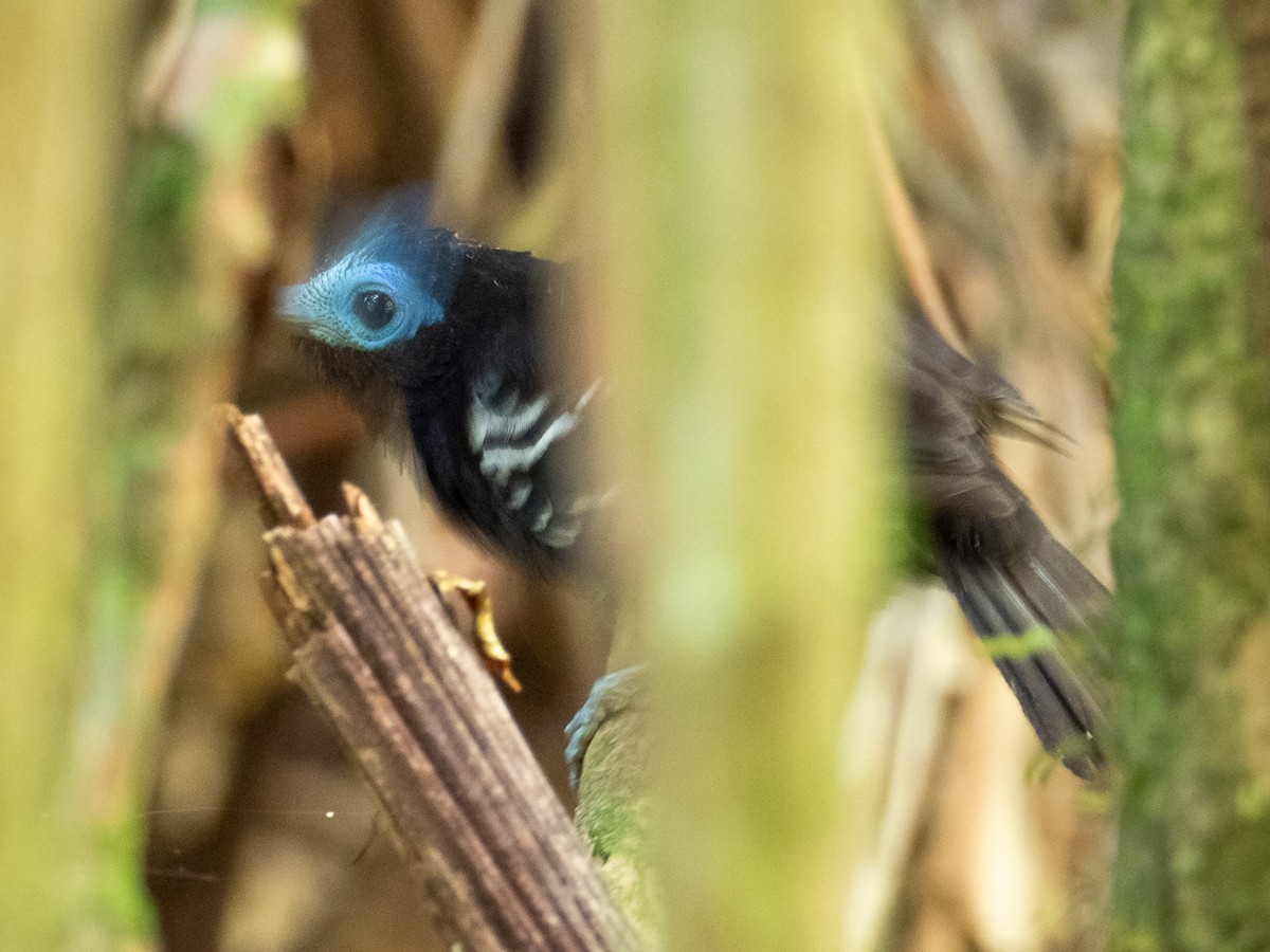 Bare-crowned Antbird - ML252412101