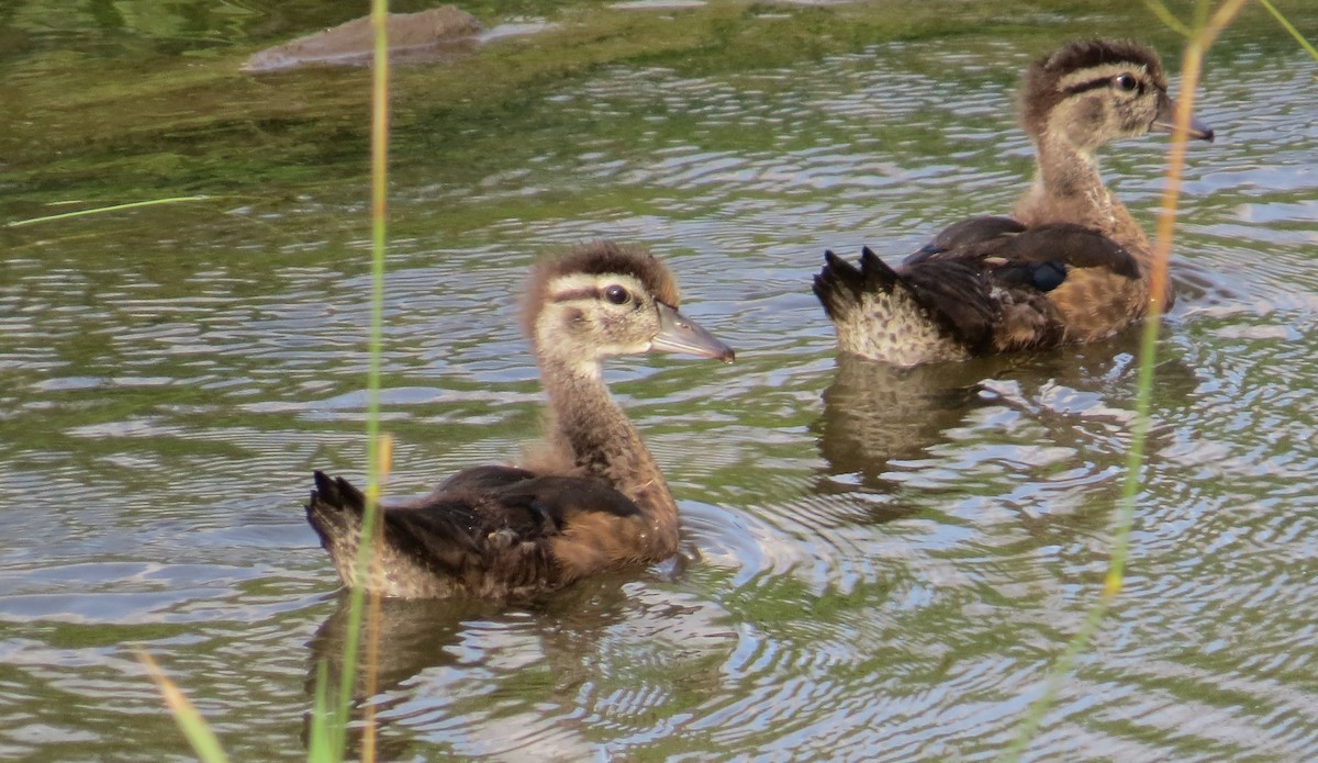 Wood Duck - ML252412291