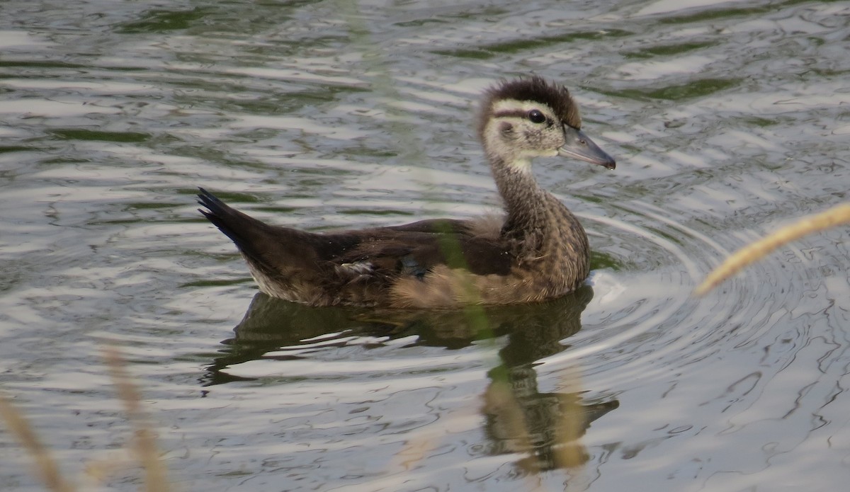 Wood Duck - ML252412301