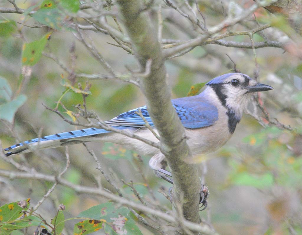 Blue Jay - ML252412721