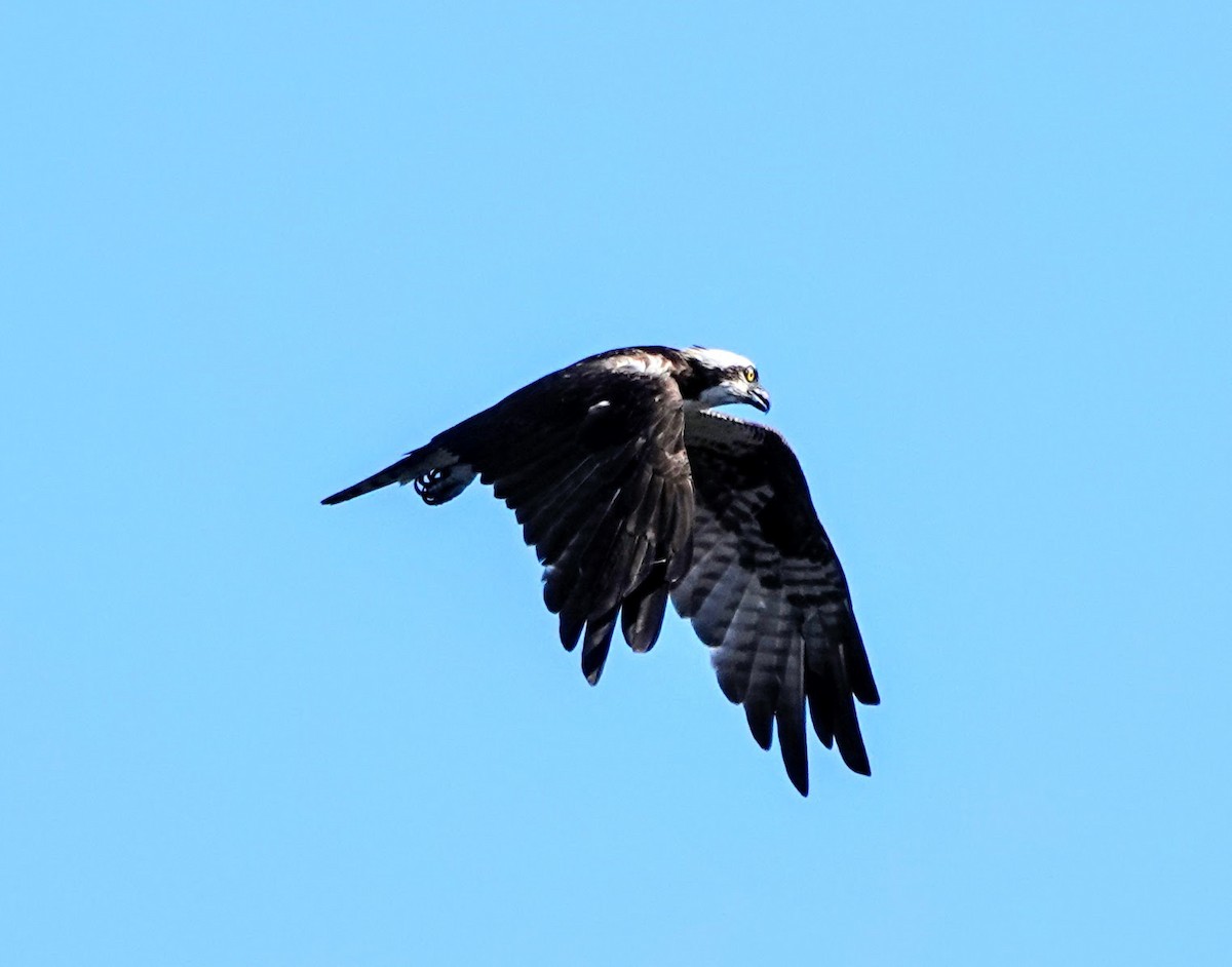 Águila Pescadora - ML252413241