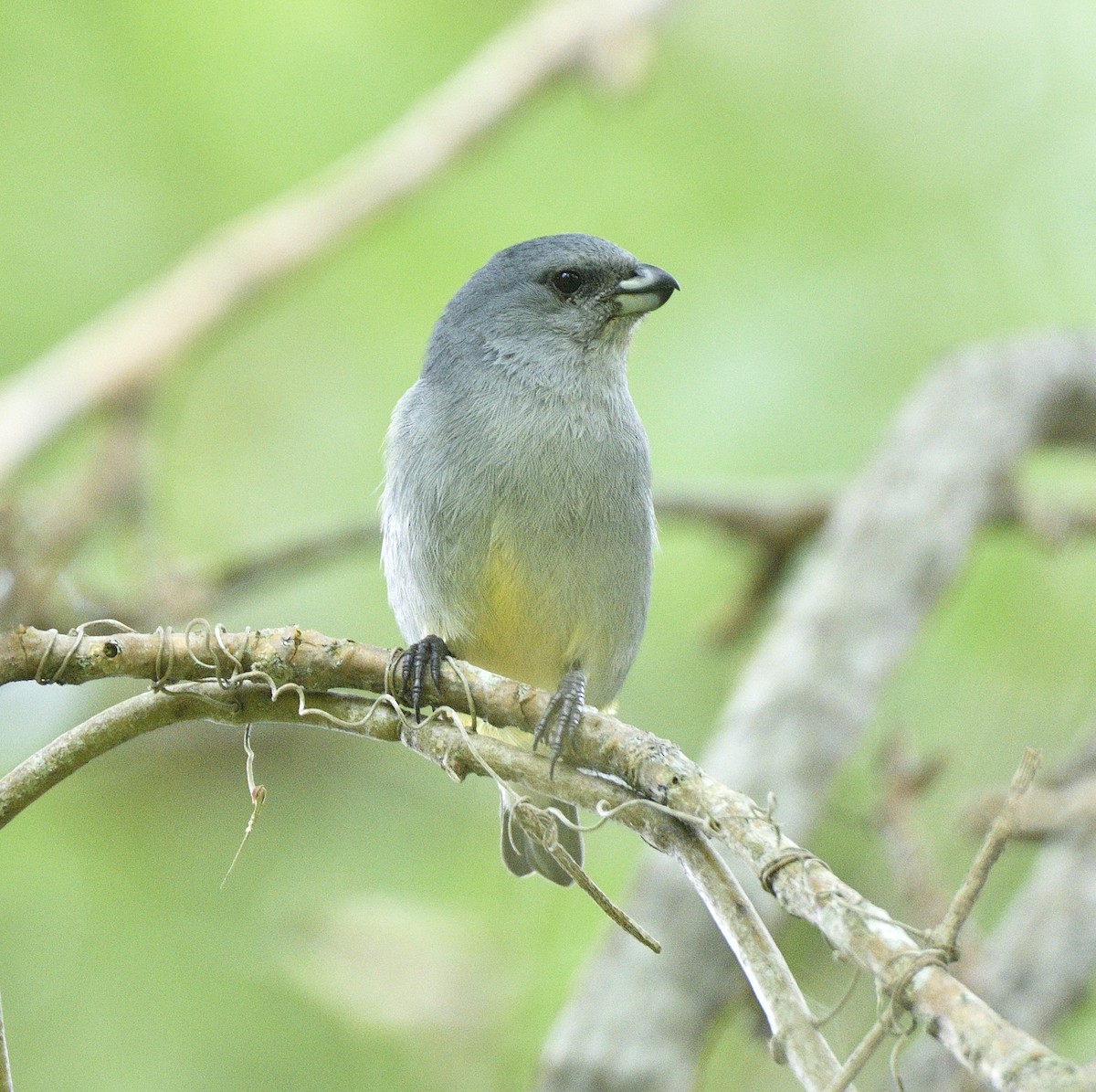 Jamaican Euphonia - Bill Chambers