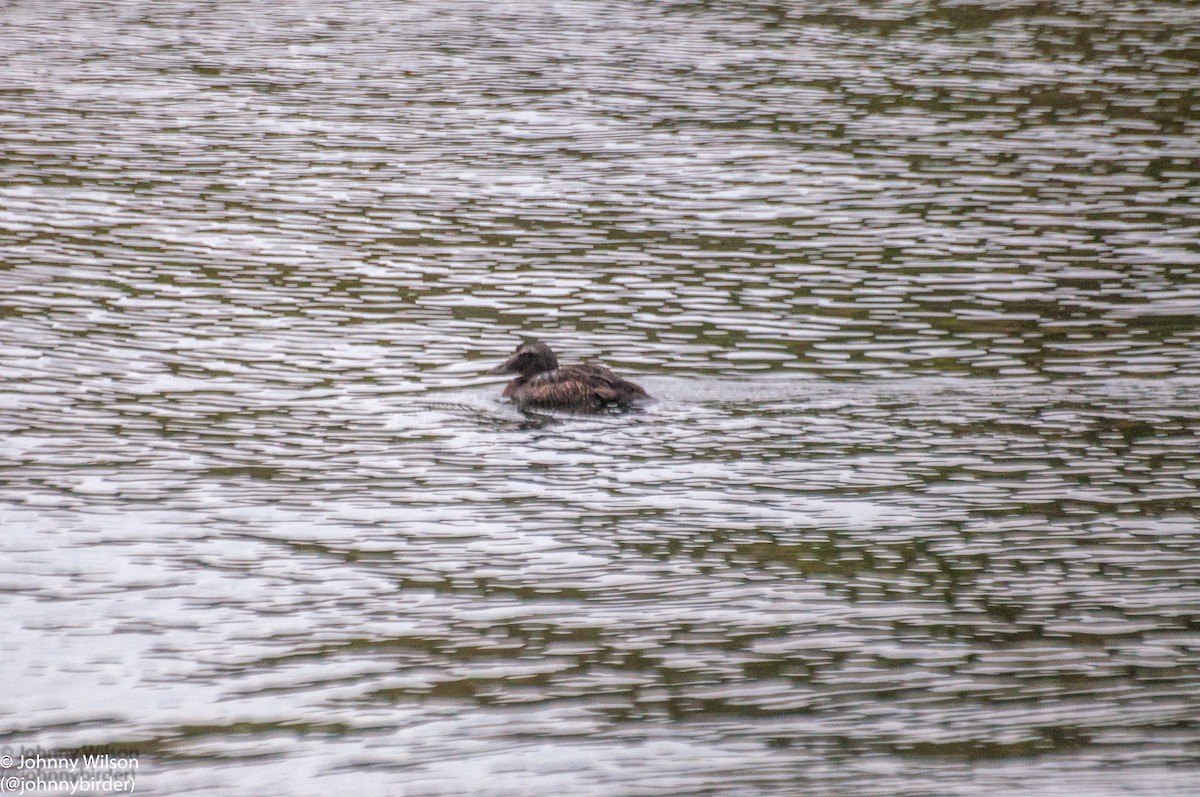 Common Eider - ML252416321