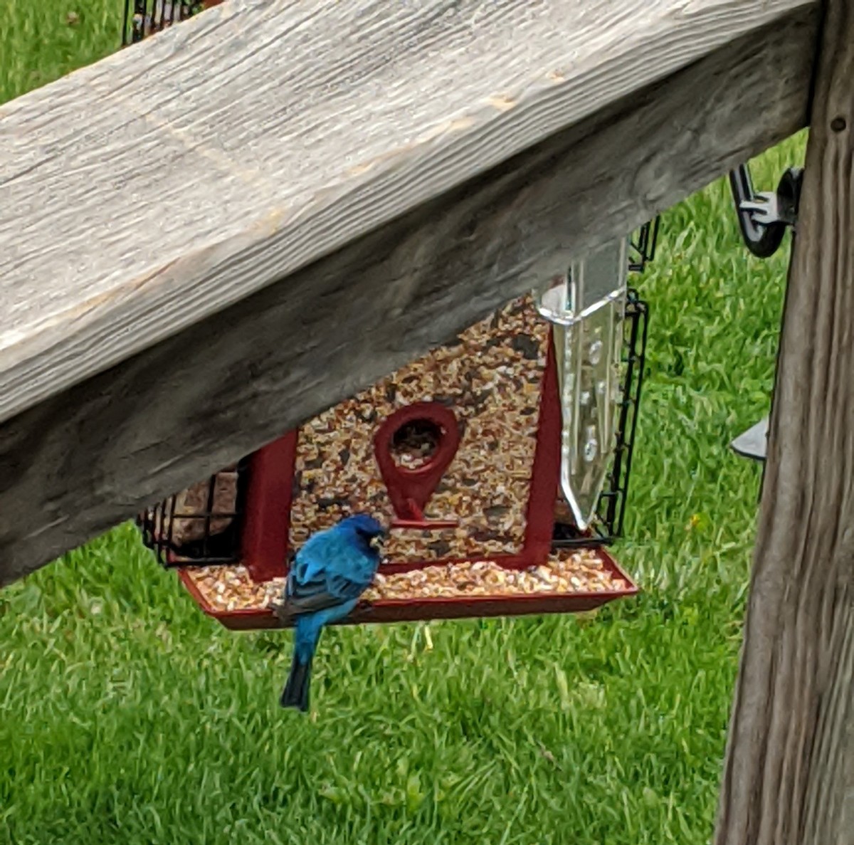 Indigo Bunting - ML252416901