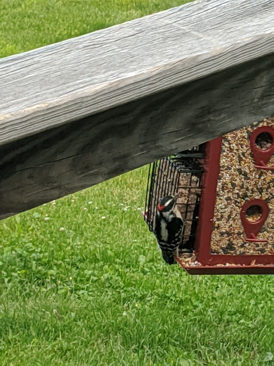 Downy Woodpecker - ML252417091