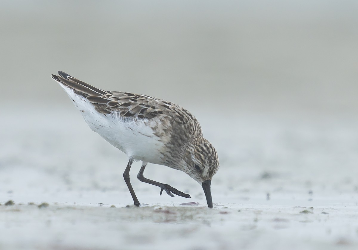 Semipalmated Sandpiper - ML252417511