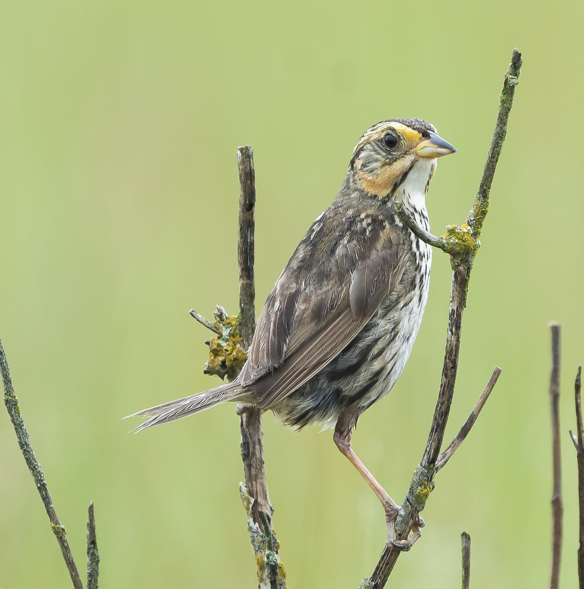 Saltmarsh Sparrow - ML252417571