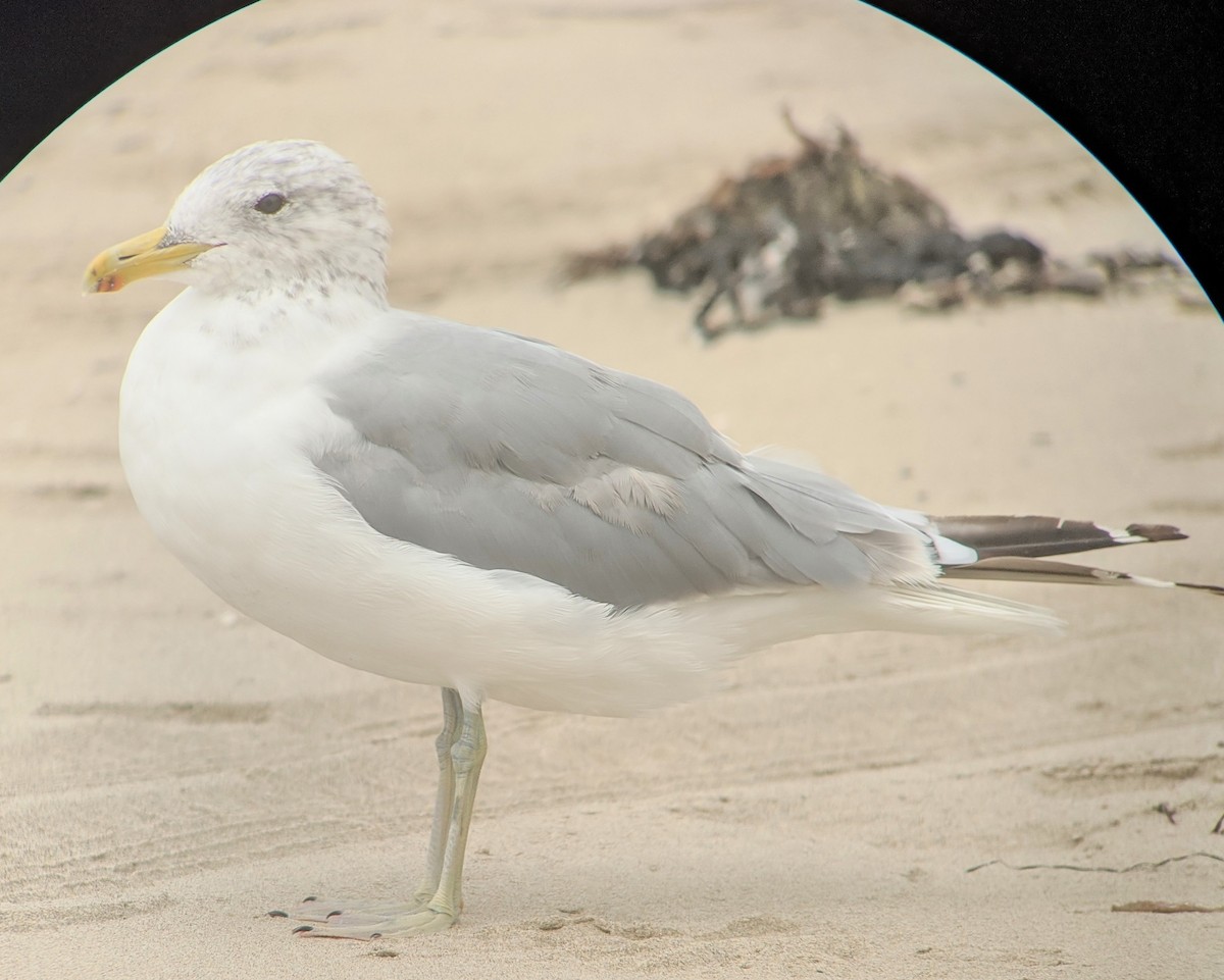 カリフォルニアカモメ - ML252417681