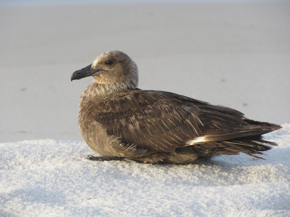 South Polar Skua - ML252418151