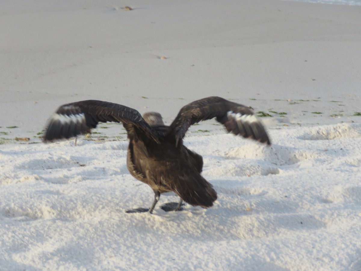 South Polar Skua - ML252418161