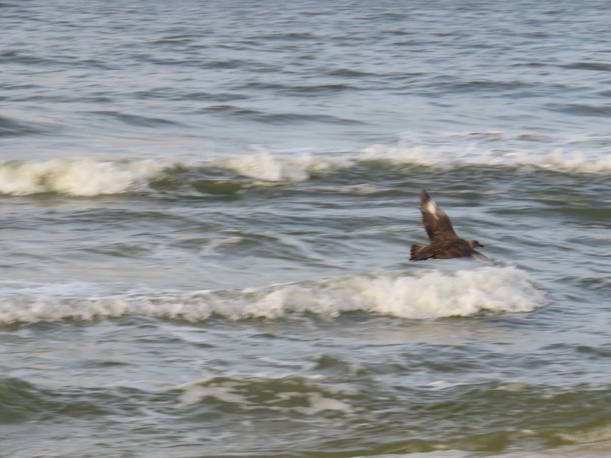 South Polar Skua - ML252418171