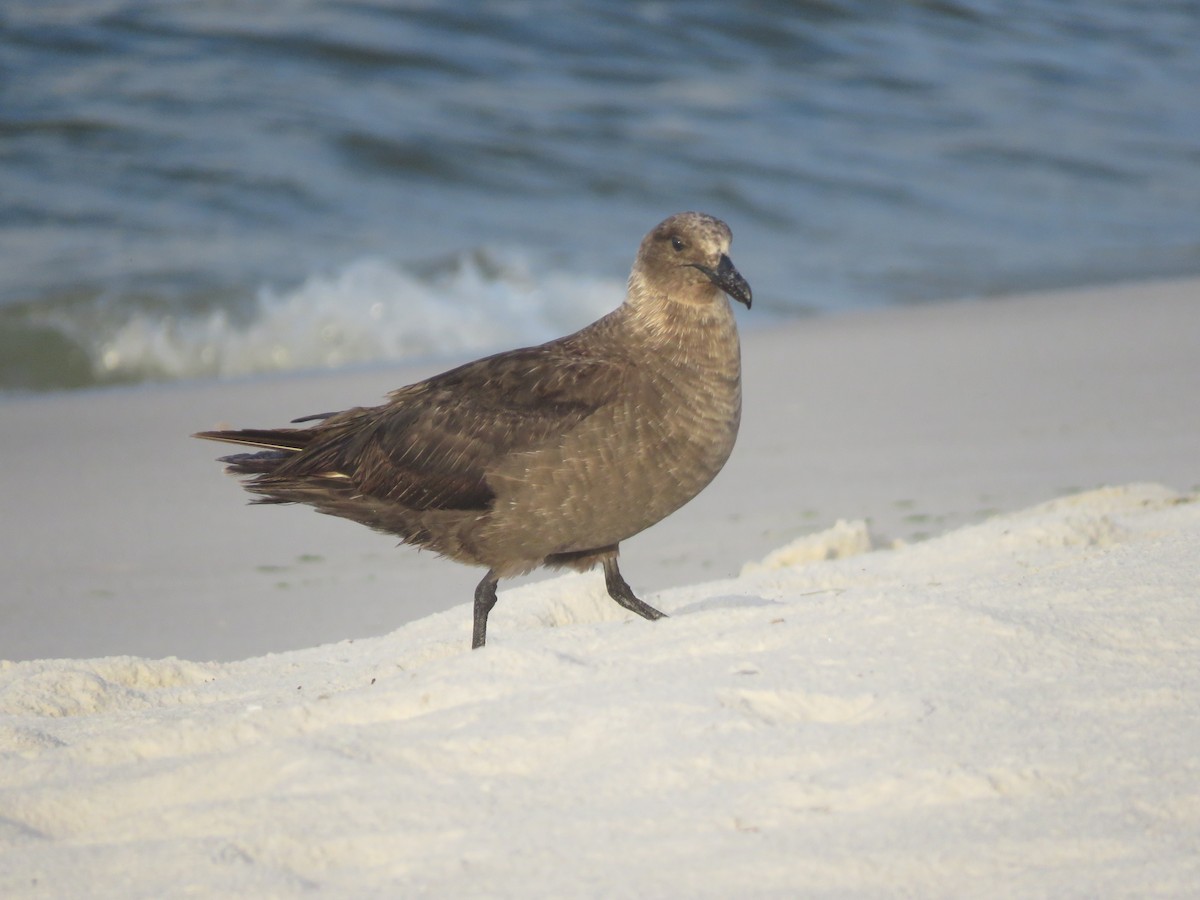 South Polar Skua - ML252418341