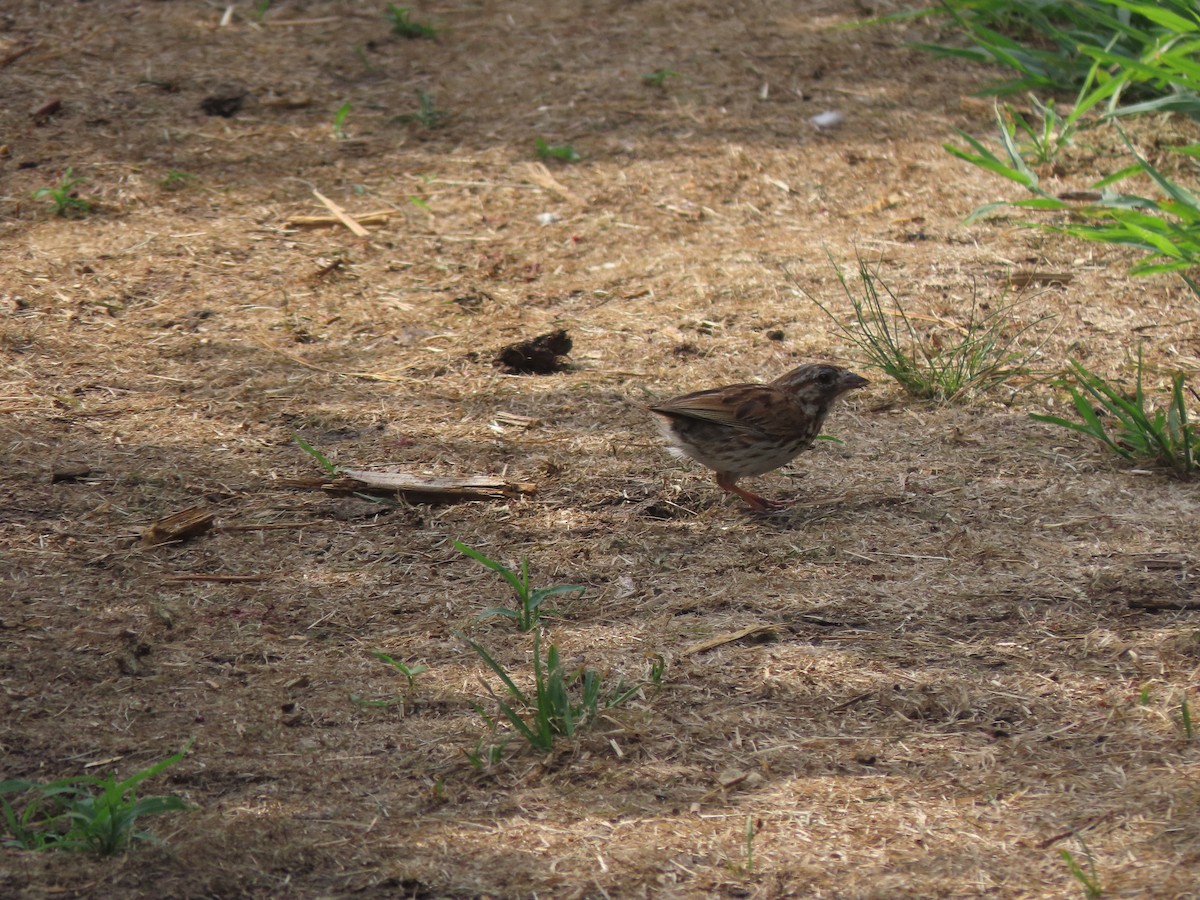 Song Sparrow - ML252419881