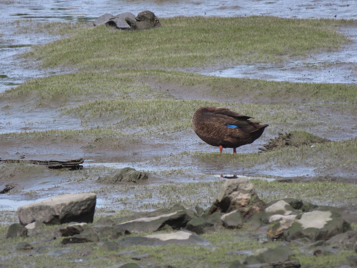 American Black Duck - ML252420151