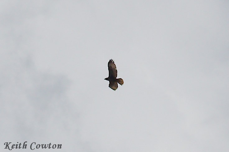 Rotschwanzbussard (socorroensis) - ML252420621