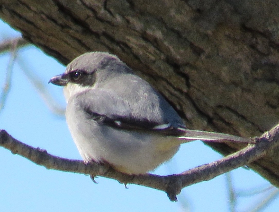 Loggerhead Shrike - Kim Harrell