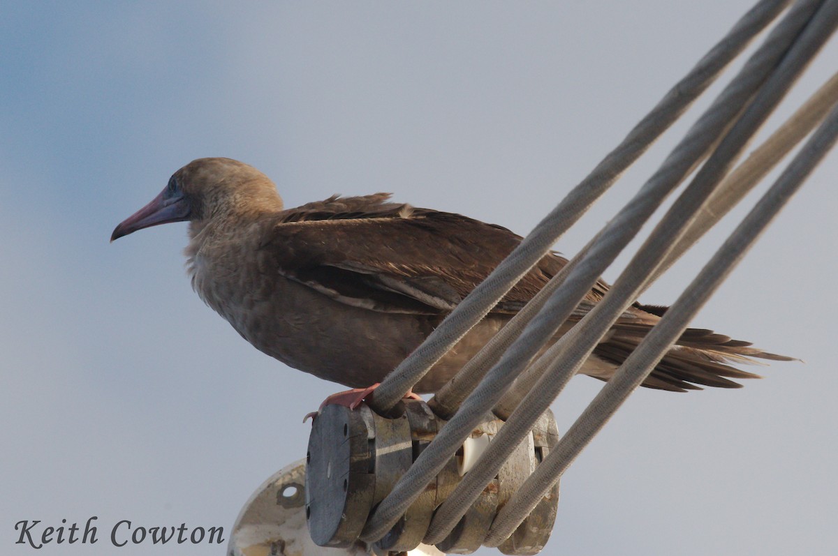 Red-footed Booby (Eastern Pacific) - ML252422031