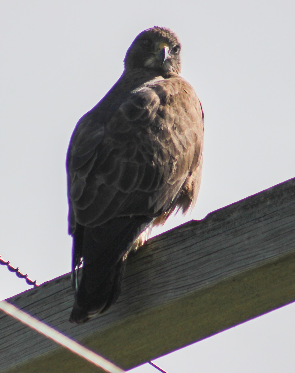 Swainson's Hawk - Alex George