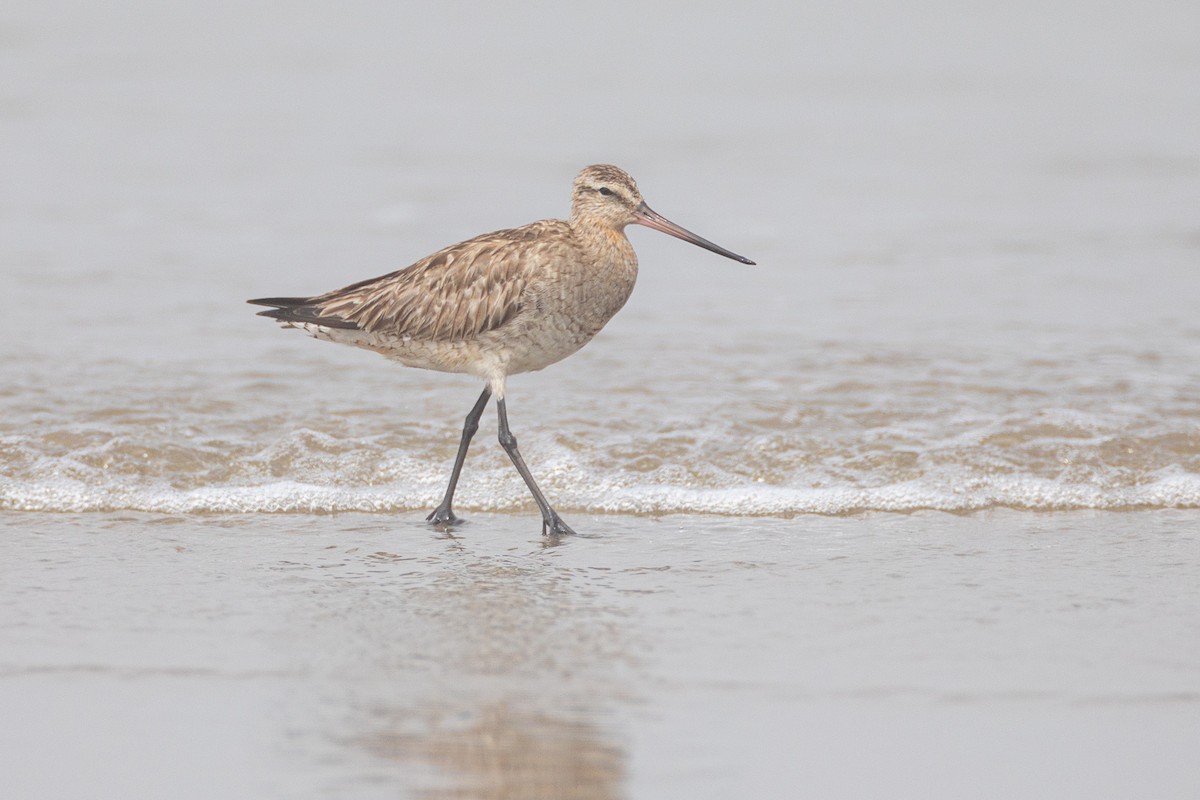 Bar-tailed Godwit - Ken Chamberlain