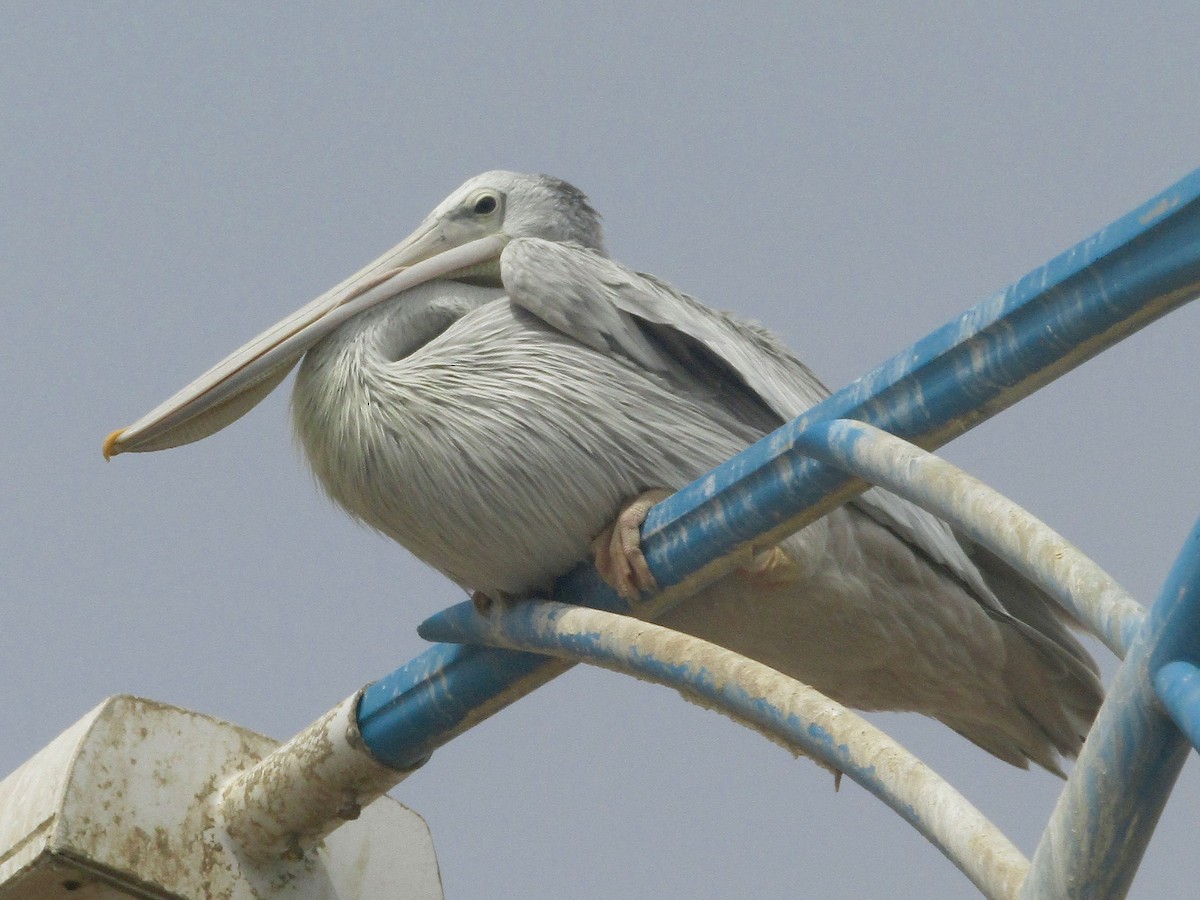 Pink-backed Pelican - Gregory Askew | Saudi Birding