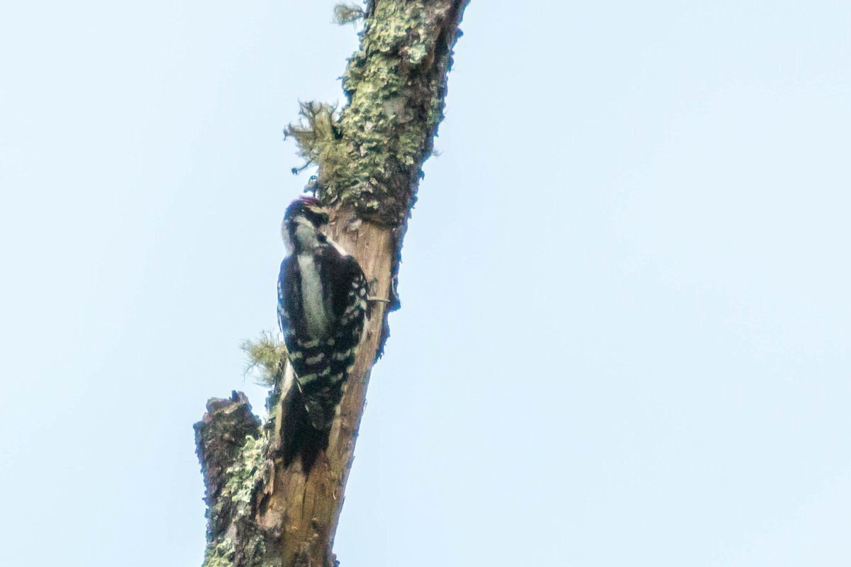 Downy Woodpecker - ML252425771