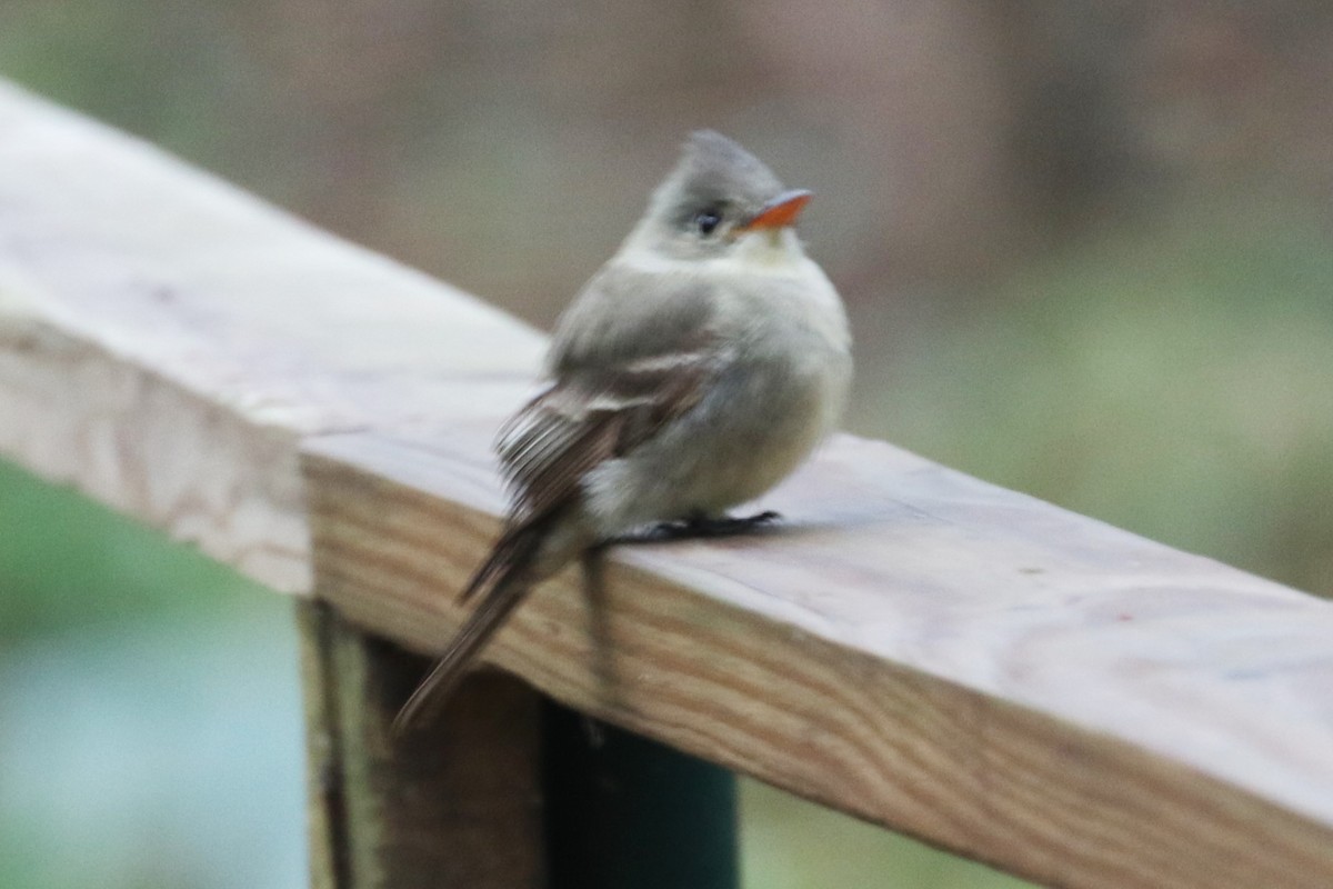 Greater Pewee - ML252427401