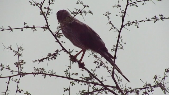 Gabar Goshawk - ML252428471