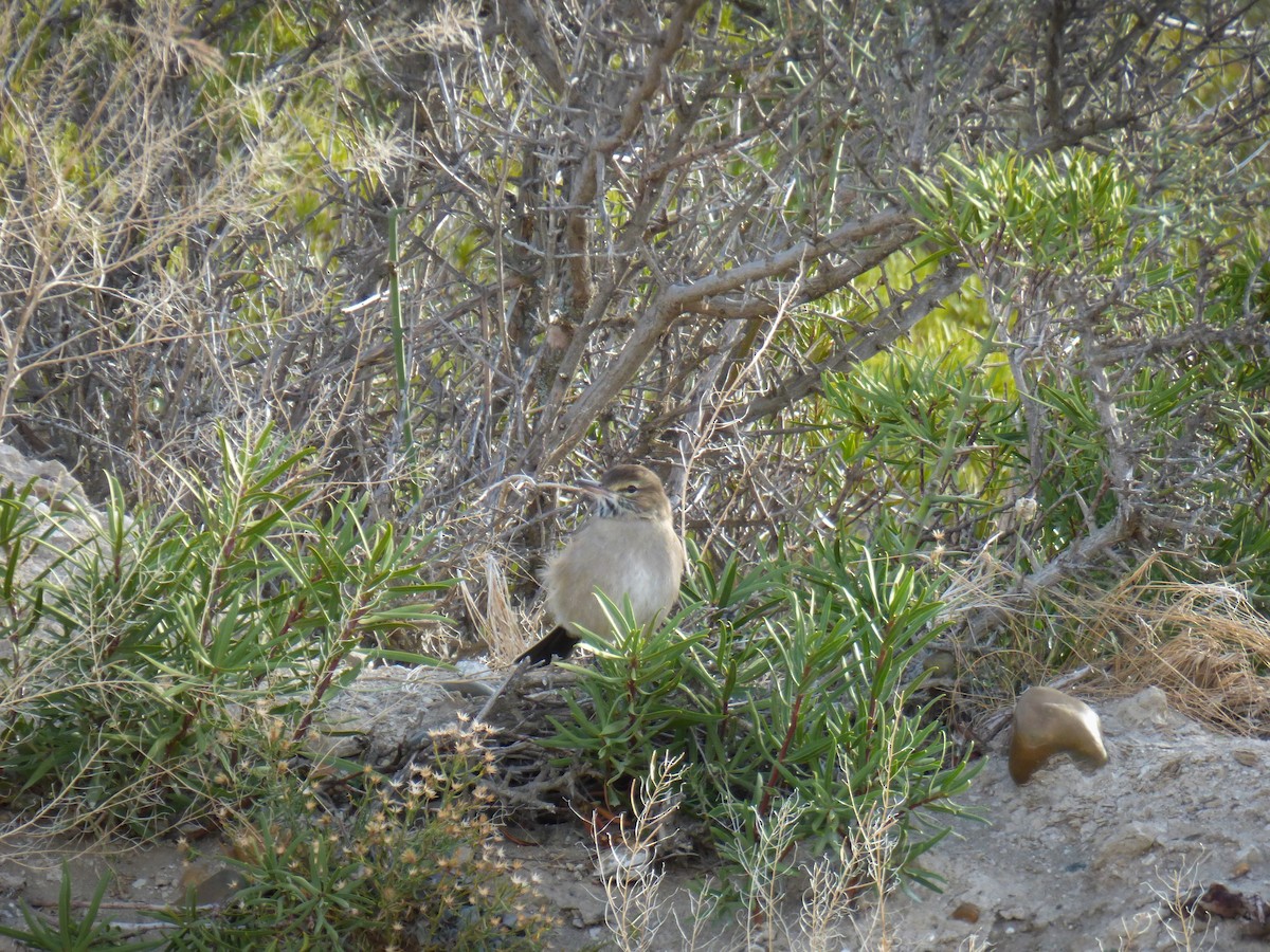 Gray-bellied Shrike-Tyrant - ML252429921