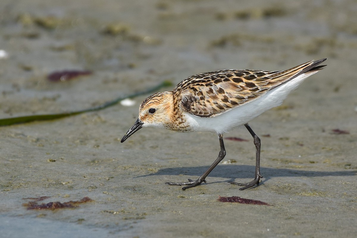 Little Stint - ML252430371