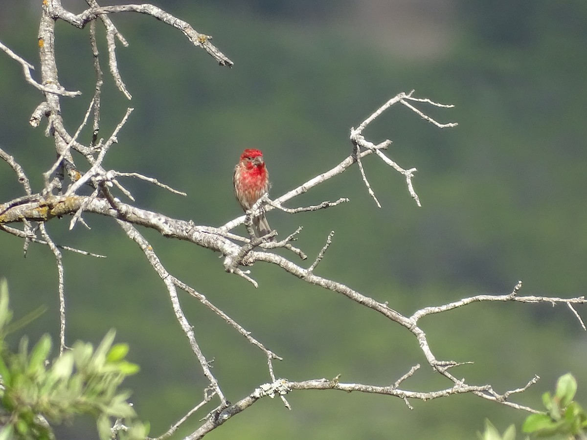 House Finch - Bill  Lapp