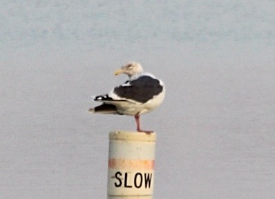 Slaty-backed Gull - Bob Friedrichs