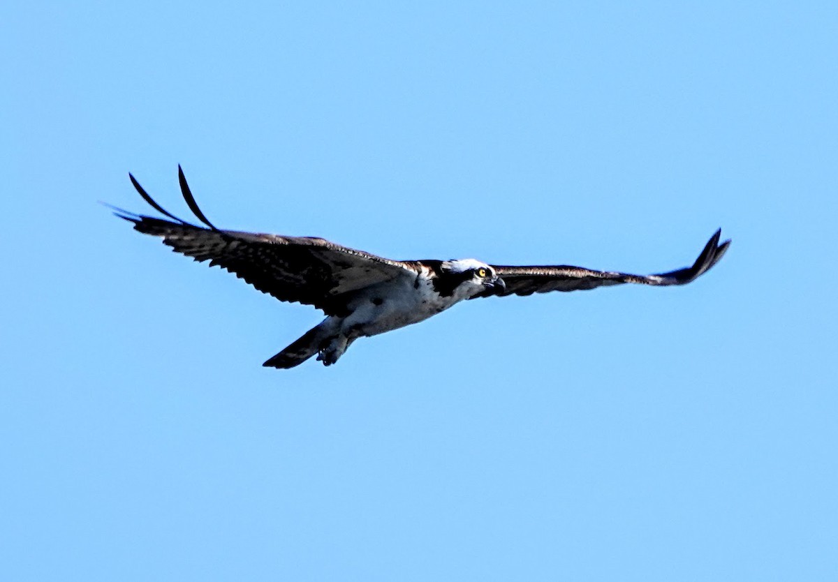 Águila Pescadora - ML252433451