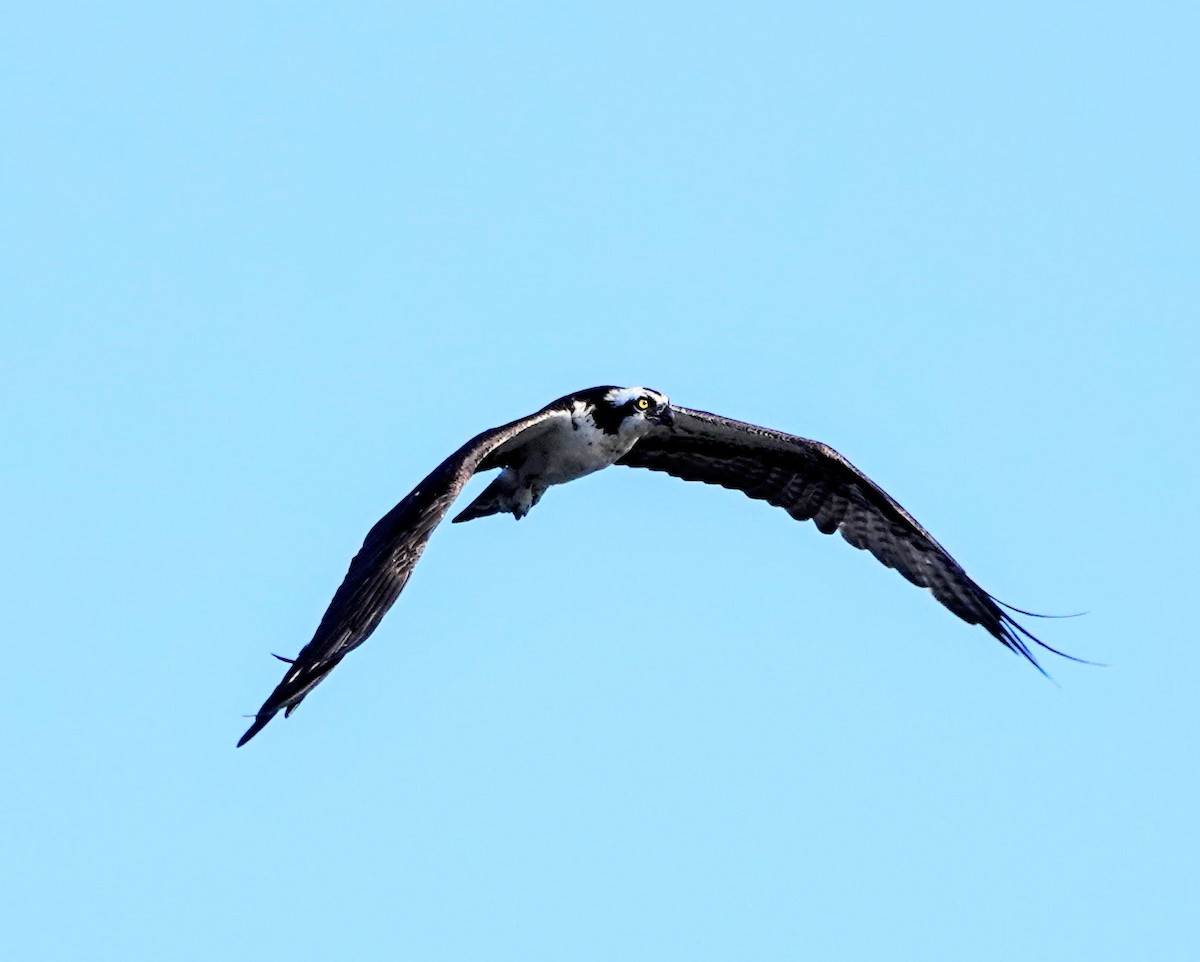 Águila Pescadora - ML252433711