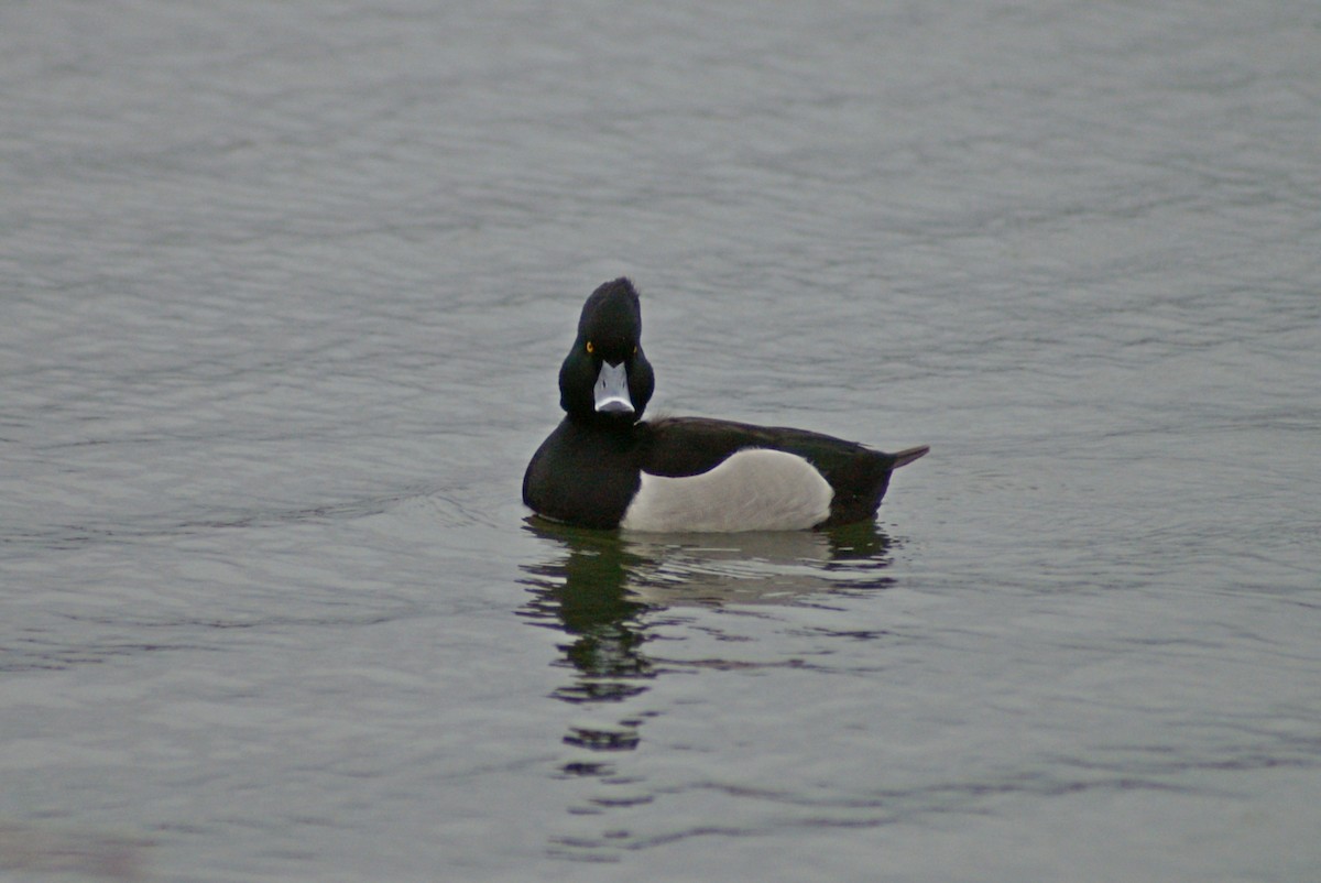 Ring-necked x Tufted Duck (hybrid) - Thomas Galewski