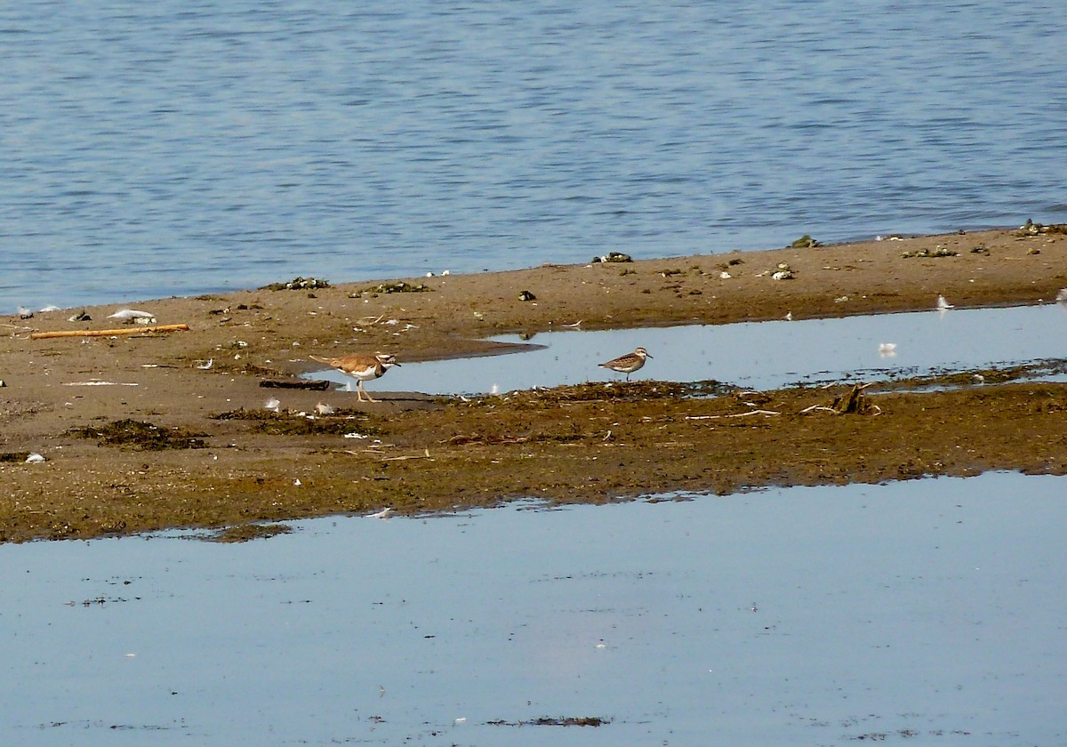 Semipalmated Sandpiper - Mary Burger